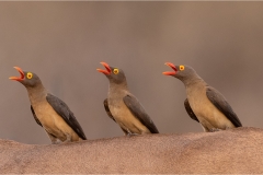 11-The-Choir-Erwin-Kruger-Haye