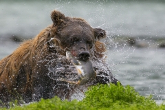 15-Bear-and-Salmon-Johan-Beyers