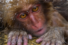 16-BABY-SNOW-MONKEY-1K-Johan-Beyers