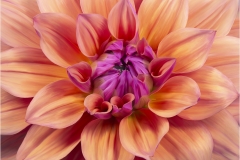 18-Dahlia-Karen-Donaldson