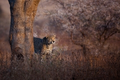 2-alone-in-the-thorn-bush-Ben-ter-Huurne