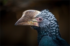 Beauty and the Beak
