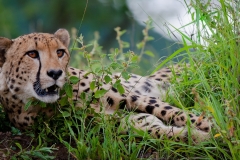 Cheetah male lying on dam wall