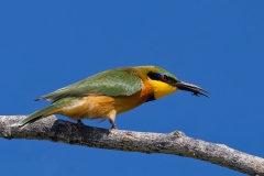 JUNIOR-WINNER-OPEN-JUDGES-CHOICE-little-bee-eater-Annelize-van-der-Berg