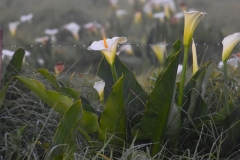 Judges-Choice-Junior-Lillies-in-the-mist-Tamlyn-Goodwin
