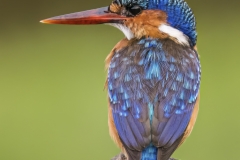 Senior-Winner-Set-Subject-Sitting-on-the-Perch-Pieter-Swart