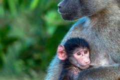 RUNNER-UP-OPEN-Mother-and-Child-Bennie-Vivier