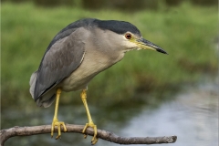 DO001-Little-Bittern-on-the-hunt-2-Francois-du-Bois