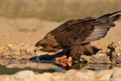 Open-Winner-Junior-Juvenile-bateleur-drinking-water-Kobus-Mouton