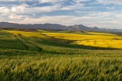 Set-Subject-Runner-Up-Senior-Wheat-waving-in-the-wind-Derrick-Smit