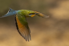 DO001-Swallow-tailed-Bee-Eater-Johan-Beyers