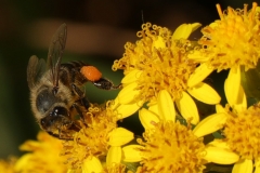 JUDGES-CHOICE-JUNIOR-Pollinator-Michael-West