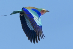 RUNNER-UP-OPEN-Lilac-Breasted-Roller-Johan-Beyers