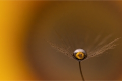 RUNNER-UP-SET-JUDGES-CHOICE-SENIOR-Sunflower-in-a-droplet-on-a-dandelion-Erwin-Kruger-Haye