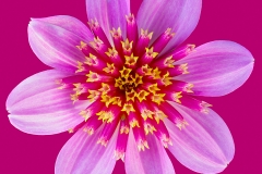 SENIOR-RUNNER-UP-SET-SUBJECT-Natural-Symmetry-Bennie-Vivier