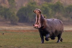 SENIOR-WINNER-OPEN-JUDGES-CHOICE-Charging-hippo-bull-Kobus-Mouton