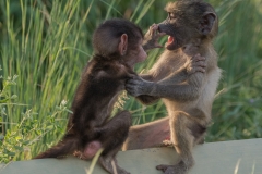 RUNNER UP OPEN: Open Your Mouth - Pieter Swart