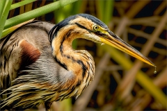 Junior-Judges-Choice-Watchfull-Heron-in-the-reeds-Louis-Jones