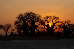 Junior-Winner-Open-Boababs-at-sunrise-Kobus-Mouton