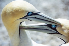 Judges-Choice-Junior-Gannets-at-Bird-Island-Lamberts-Bay-Claudia-Lothering