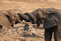 WINNER-JUNIOR-OPEN-Elephant-greetings-Kobus-Mouton