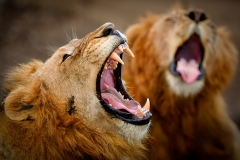 Two yahwning male lions