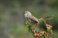 RUNNER-UP-OPEN-Karoo-Prinia-Marion-Jackson