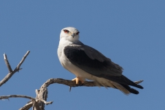 JUDGES-CHOICE-JUNIOR-Scanning-for-prey-Kobus-Mouton