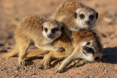 Judges-Choice-Senior-Meerkat-antics-Derrick-Smit