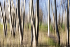 SENIOR-RUNNER-UP-SET-SUBJECT-Magic-forest-in-winter-Francois-du-Bois
