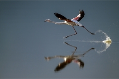 PO001-Running-on-Water-Andre-Stipp