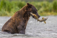 DO004-Bear-with-salmon-Johan-Beyers