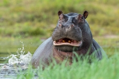 OPEN-RUNNER-UP-Hippo-Smile-Bennie-Vivier