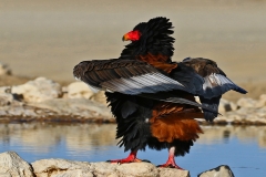 JUDGES-CHOICE-JUNIOR-Drying-my-feathers-Kobus-Mouton