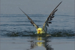 Junior-Winner-Open-Judges-Choice-Bird-Stroke-Brian-Moffatt
