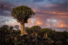 Senior-Winner-Set-Subject-Sunset-at-Quiver-tree-forest-2-Francois-du-Bois