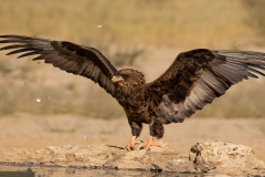 Open-Winner-Judges-Choice-Junior-Kobus-Mouton-Spreading-my-wings