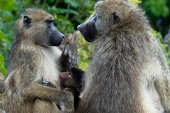 SET-SUBJECT-RUNNER-UP-JUNIORMonkey-Love-Annelize-Van-Der-Berg