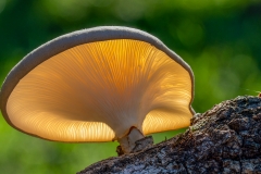 Judges-Choice-Senior-Knysna-forest-mushroom-Bennie-Vivier