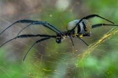 Set-Subject-Runner-Up-Golden-orb-on-her-golden-web-Bennie-Vivier