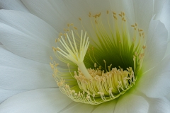 Set-Subject-Winner-Inside-the-cactus-flower-Bennie-Vivier