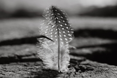 JUNIOR-WINNER-Feathers-dont-Grow-on-Trees-Gustav-Nel