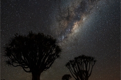 SENIOR-WINNER-SET-SUBJECT-Milky-Way-Quiver-Tree-Erik-Seket