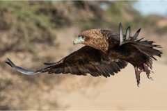 DO001-Juvenile-Bateleur-in-flight-Francoisdu-Bois