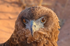 DO002-Juvenile-bateleur-portrait-JanMarais
