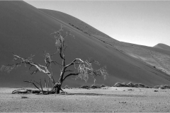 DS001-Lonely-tree-at-Sossus-NeelsBeyers