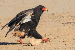 PO001-A-Bird-with-Attitude-Francoisdu-Bois