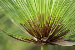 SET-SUBJECT-RUNNER-UP-Patterns-in-Nature-Marius-Bothma