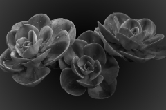 SENIOR-RUNNER-UP-SET-SUBJECT-Succulent-Symphony-Bennie-Vivier