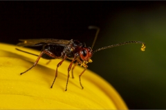 DO002-Beetle-larvae-predator-wasp-John-Read